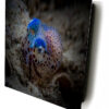 Bobtail Squid In Okinawa, Japan Under The Lights - Image 2