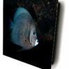 Gray Angel Fish In West Palm Beach, FL - Image 2