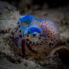 Bobtail Squid In Okinawa, Japan Under The Lights