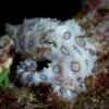 A Light-Colored Blue-Ringed Octopus Located In Okinawa, Japan