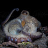 Octopus Raising His Arm