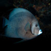 Gray Angel Fish In West Palm Beach, FL