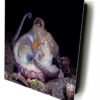 Octopus Raising His Arm - Image 2